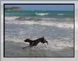 Biegn�cy, Doberman, Pla�a